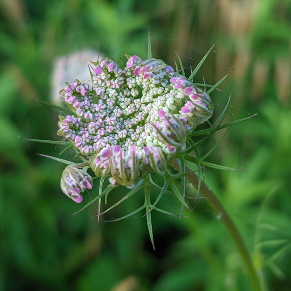Queen Anne's Lace Floral Blossom Jelly